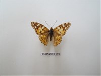 藏品(小紅蛺蝶)的圖片